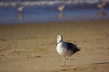 Martı gagasında sopayla sahile yakın çekim yapıyor.