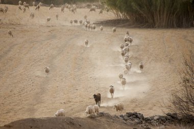 Bir yaz günü İspanya 'da tozların arasında yürüyen koyunlar.
