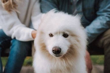 Tanımlanamayan bir kadın ve erkeğin günlük kıyafetleri içinde beyaz tüylü bir köpek yavrusuyla bankta oturuyorlar. Sahipleri ve evcil hayvanları