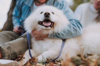 Tanımlanamayan kadın ve erkeğin kesilmiş fotoğrafı, parkta sarı yapraklarla yeşil çimlerde otururken beyaz tüylü köpek yavrusuna sarılıyor.