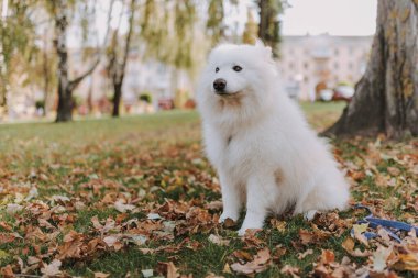 Dost canlısı Samoyed Dog sonbahar ormanında yaprakların yanında poz veriyor.