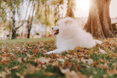 Samoyed köpeği parktaki ağacın altında oturuyor.