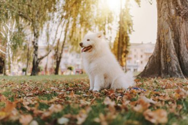 Sonbahar sarı ormanında yapraklarla dinlenen beyaz Samoylu köpeğin portresi.