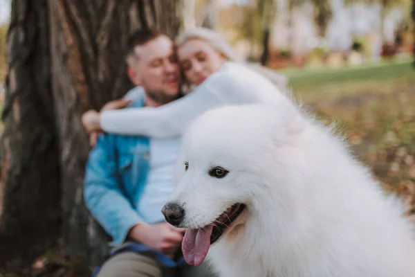 萨摩亚狗坐在公园与他的主人的背景 女人拥抱男人 — 图库照片