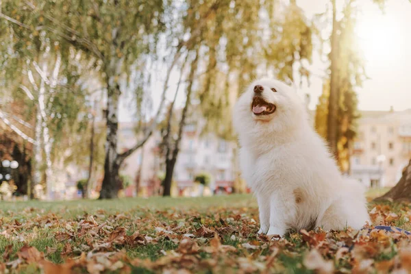 Blanco Esponjoso Perro Samoyed Pasear Parque Con Naturaleza Otoño Fondo — Foto de Stock