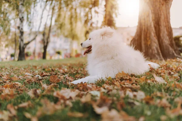 Samoyed köpeği parktaki ağacın altında oturuyor.