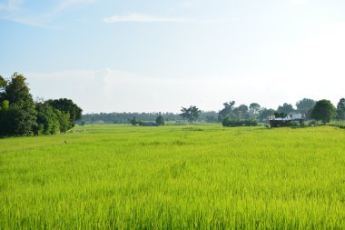 Pirinç alan kuzeydoğu Tayland 