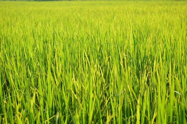 Рисовое поле в северо-восточном Таиланде принято в солнечный день — стоковое фото