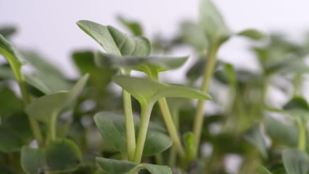 Primer Plano Los Brotes Jóvenes Rábano Microverde Que Crecen Bulto — Vídeos de Stock