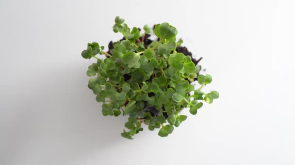 Close Young Radish Microgreen Sprouts Growing Earth Lump Rotation White — Stock Video