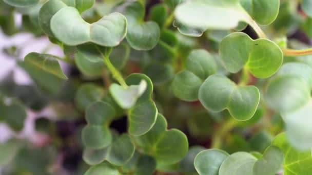 Close Young Radish Microgreen Sprouts Growing Earth Lump Rotation White — Stock Video