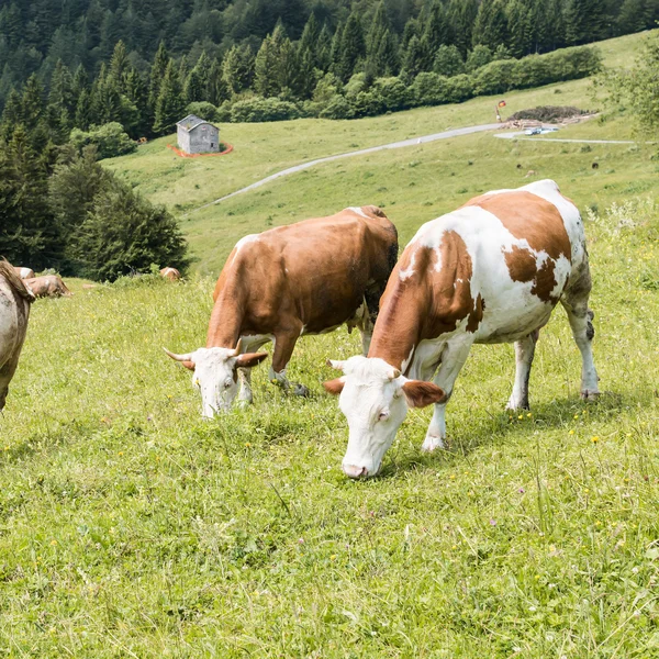 가축 방목을 여름 — 스톡 사진