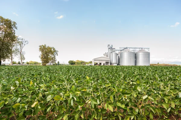 Campo di soia in una giornata di sole — Foto Stock