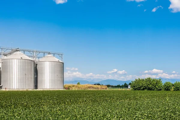 Campo de soja e silos agrícolas — Fotografia de Stock