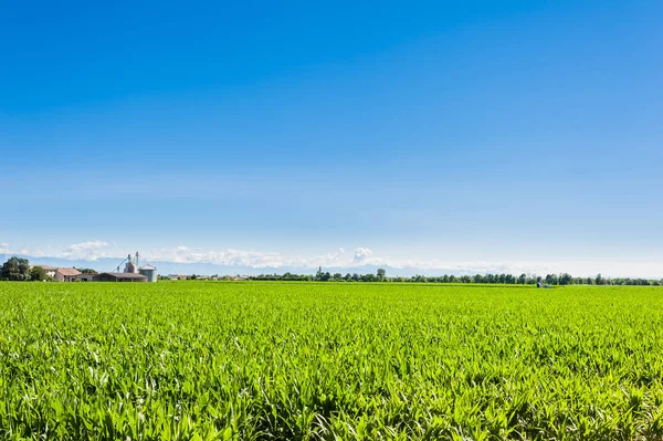 Agrarlandschaft an einem sonnigen Tag — Stockfoto