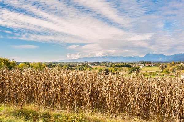 Paisaje rural: Campo de maíz listo para la cosecha. En el backgro — Foto de Stock