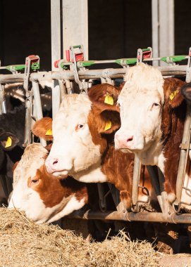 İnekler saman cowshed içinde yemek