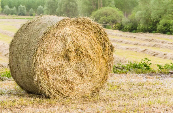 Hay bale in field — Stock Photo, Image