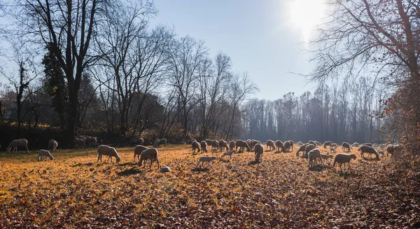 Sürü koyun ve Kuzuların Sessizliği — Stok fotoğraf