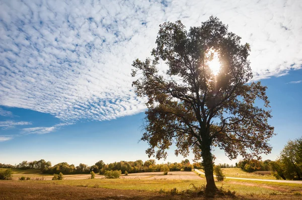 Land landschap met boom, de blauwe lucht en de wolken. — Stockfoto