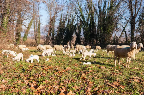 Gregge di pecore e agnelli — Foto Stock