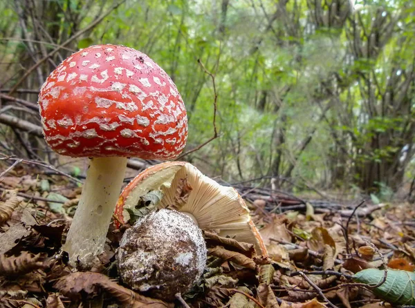 Funghi nella foresta. Vola agarica (Amanita muscaria ). — Foto Stock