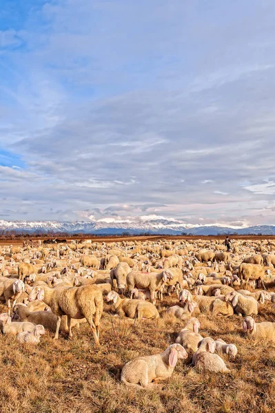 Kuzuların Sessizliği ile koyun sürüsü. Kış günü sıyrılmak. — Stok fotoğraf