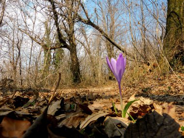 Mor çiğdem çiçek yaprakları arasında yapışkanlık dışarı