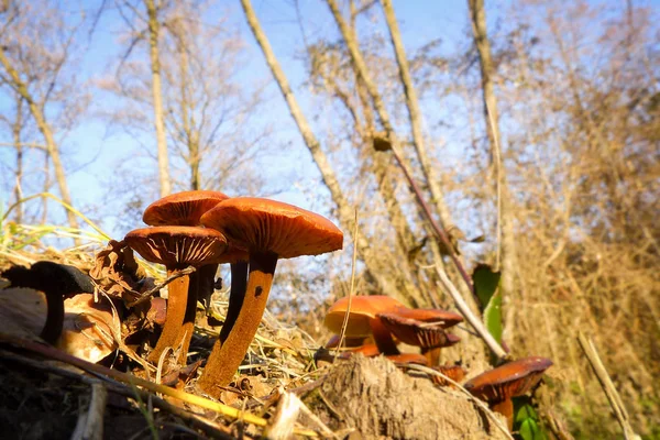 Tre funghi di foresta — Foto Stock