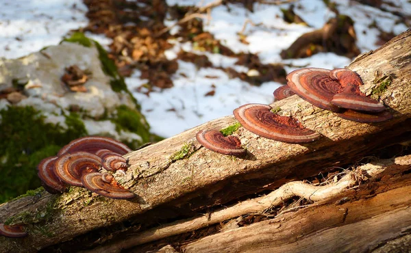 Funghi di albero variopinti su un tronco vecchio con sfondo naturale — Foto Stock