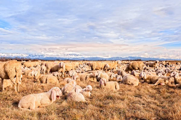 Troupeau de moutons avec agneaux. Ils paissaient le jour d'hiver . — Photo