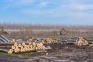 günlükleri ve woodpiles için Vinçler