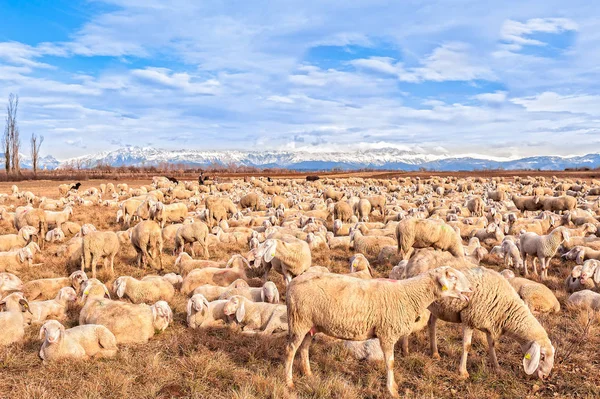 Troupeau de moutons avec agneaux. Ils paissaient le jour d'hiver . — Photo