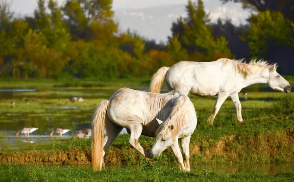 Portret biały camargue konia — Zdjęcie stockowe