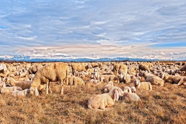 Gregge di pecore con agnelli. Pascolo in giorno d'inverno . — Foto Stock