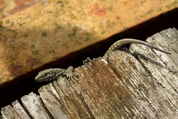 Die Gemeine Mauereidechse (podarcis muralis)). — Stockfoto