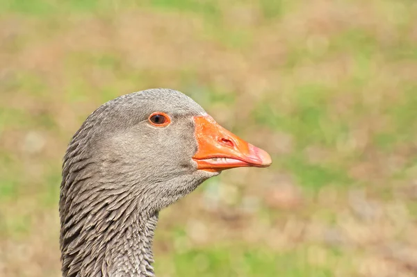 Портрет серого гуся. — стоковое фото