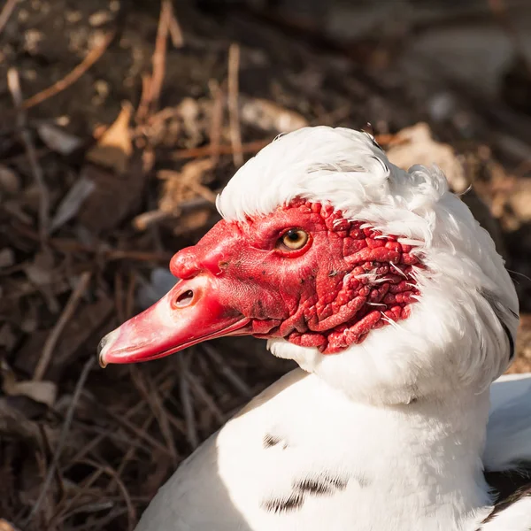 Portret van Barbarijse eenden (Cairina Moschata) — Stockfoto