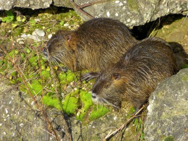 Eğitimin veya coypu Çift.