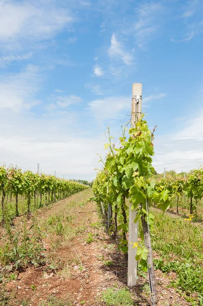 Agricultura. Viñedo en primavera . — Foto de Stock