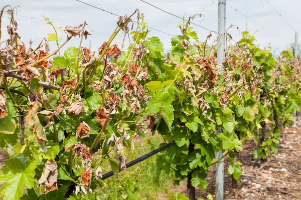 Dommages sur un vignoble, frappé par un gel tardif au printemps — Photo