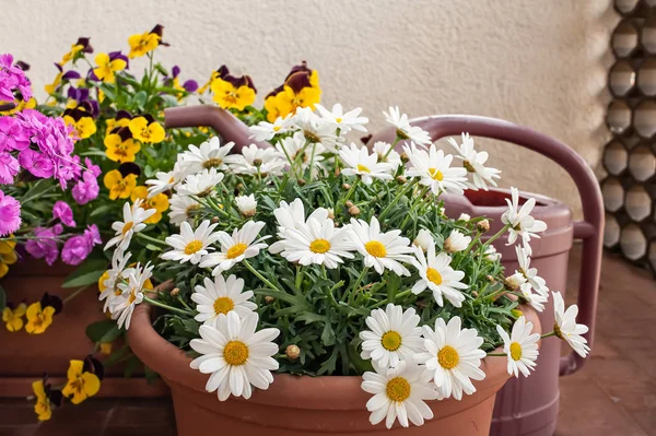 Vasos de flores cultivadas no terraço de um apartamento  . — Fotografia de Stock