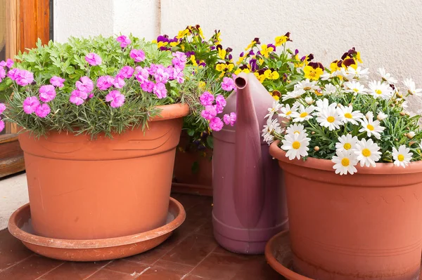 Vases of flowers grown on the terrace of an apartment . — Stock Photo, Image