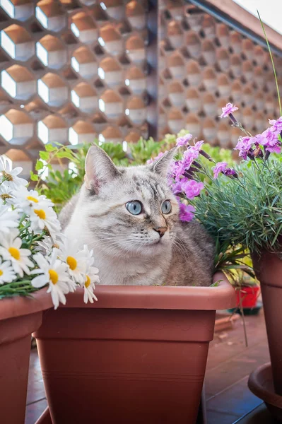 Cat in a plant pot. — Stock Photo, Image