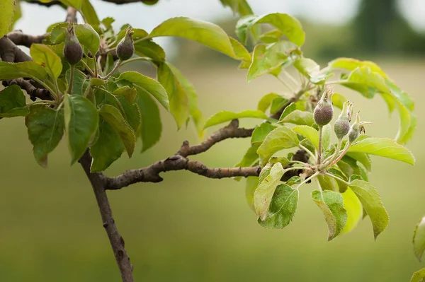 Małe młode jabłka rosnące na drzewie — Zdjęcie stockowe