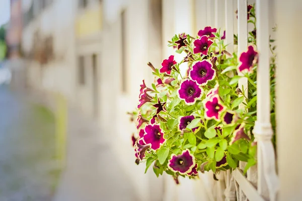 Beautiful flowers in a window garden. — Stock Photo, Image