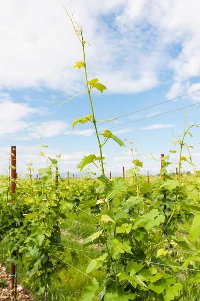 Agriculture, vineyard in spring. — Stock Photo, Image