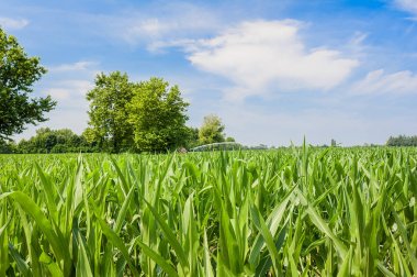 Mısır tarlasına su püskürtme tesisatı.