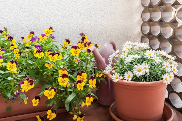 Vases of flowers grown on the terrace of an apartment . — Stock Photo, Image