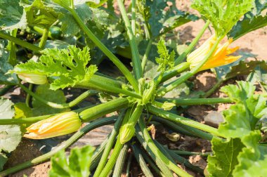 Olgun kabak ve sebze bahçesinde çiçekler..